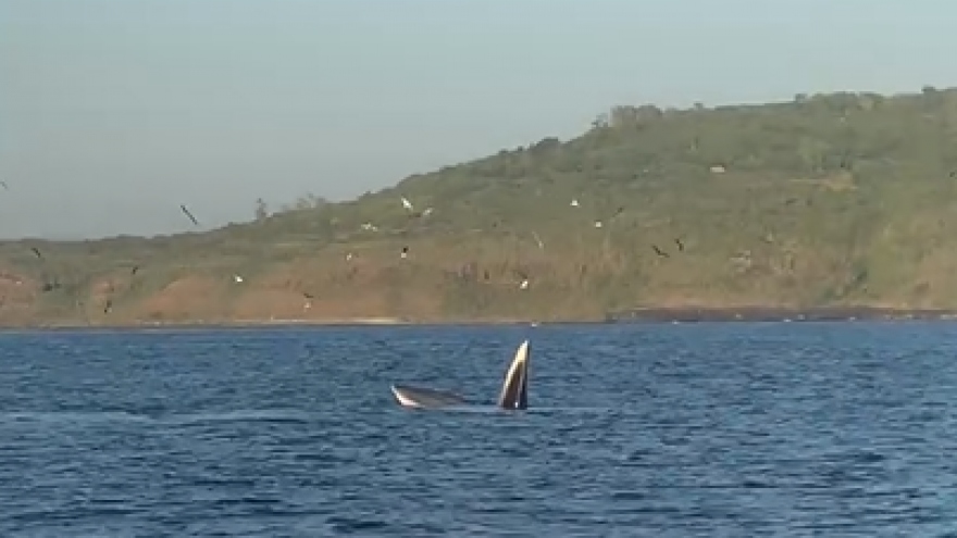Xuất hiện cá voi tại danh thắng quốc gia đặc biệt Gành Đá Dĩa